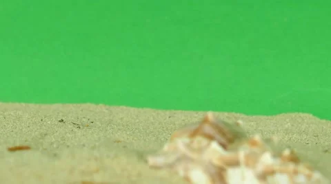 Shell on beach with green screen 4k Footage Stock Footage 65010211