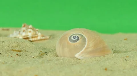 Shell on beach with green screen 4k Footage Stock Footage 65010218