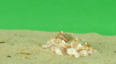 Shell on beach with green screen 4k Footage Stock Footage 65010221