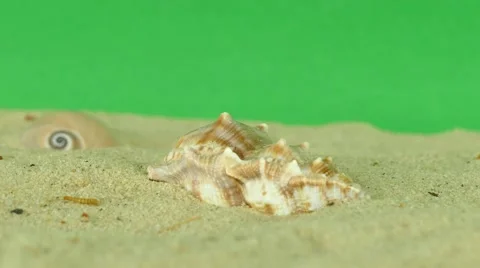 Shell on beach with green screen 4k Footage Stock Footage 65010222