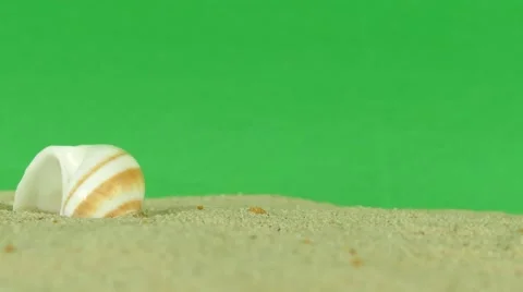 Shell on beach with green screen 4k Footage Stock Footage 65010226