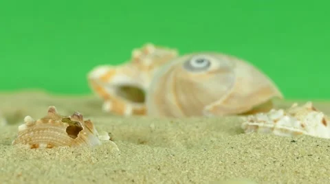 Shell on beach with green screen 4k Footage Stock Footage 65010229