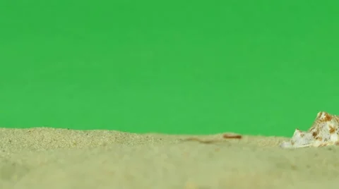 Shell on beach with green screen 4k Footage Stock Footage 65010235