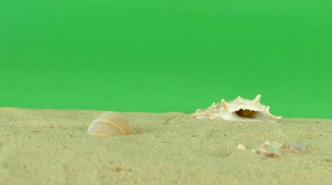 Shell on beach with green screen 4k Footage Stock Footage 65010238