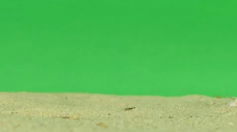 Shell on beach with green screen 4k Footage Stock Footage 65010245