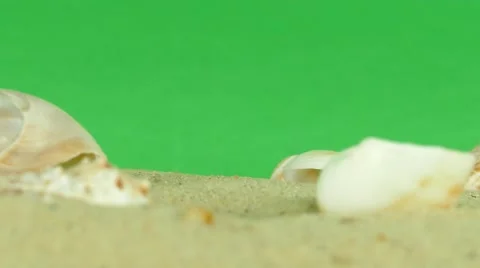 Shell on beach with green screen 4k Footage Stock Footage 65010252