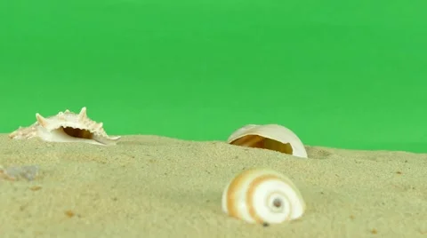 Shell on beach with green screen 4k Footage Stock Footage 65010267