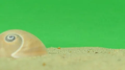 Shell on beach with green screen 4k Footage Stock Footage 65010269