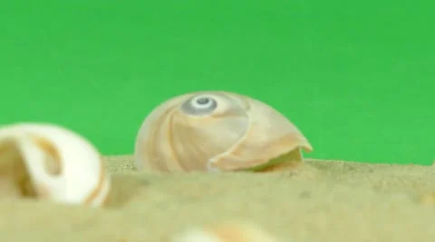 Shell on beach with green screen 4k Footage Stock Footage 65010291