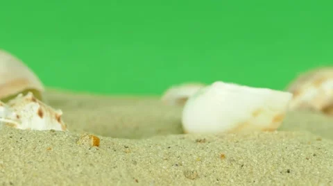 Shell on beach with green screen 4k Footage Stock Footage 65010299