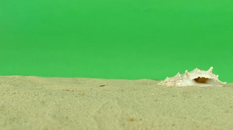 Shell on beach with green screen 4k Footage Stock Footage 65010310