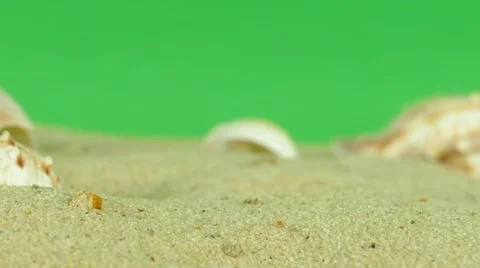 Shell on beach with green screen 4k Footage Stock Footage 65010318
