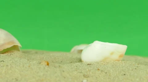 Shell on beach with green screen 4k Footage Stock Footage 65010328