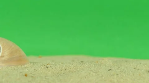 Shell on beach with green screen 4k Footage Stock Footage 65010346