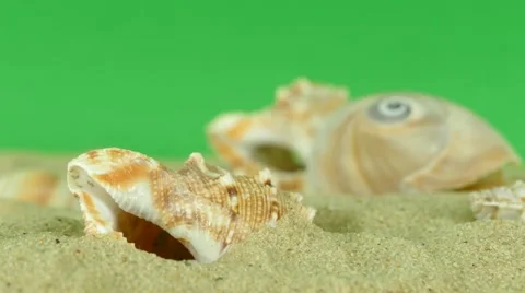 Shell on beach with green screen 4k Footage Stock Footage 65010355