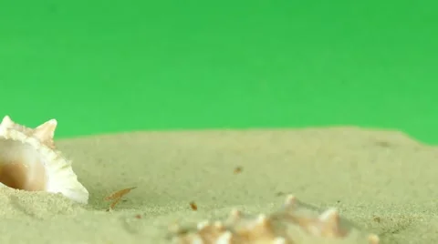 Shell on beach with green screen 4k Footage Stock Footage 65010359