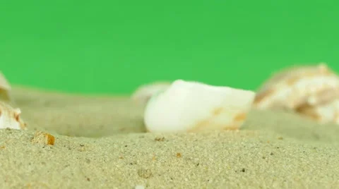 Shell on beach with green screen 4k Footage Stock Footage 65010369