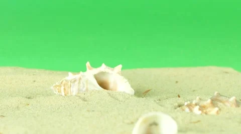 Shell on beach with green screen 4k Footage Stock Footage 65010371