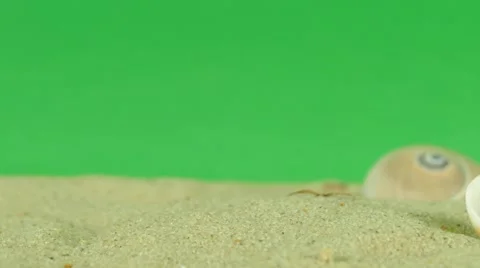 Shell on beach with green screen 4k Footage Stock Footage 65010379