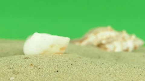 Shell on beach with green screen 4k Footage Stock Footage 65010381