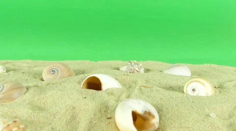 Shell on beach with green screen 4k Footage Stock Footage 65010419