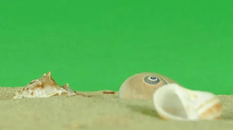 Shell on beach with green screen 4k Footage Stock Footage 65010464