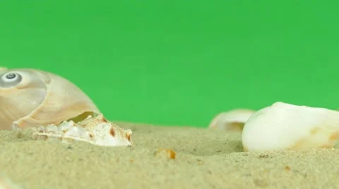 Shell on beach with green screen 4k Footage Stock Footage 65010566