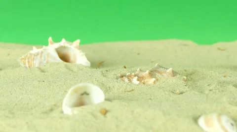 Shell on beach with green screen 4k Footage Stock Footage 65010599