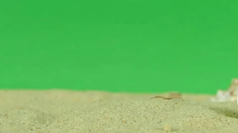 Shell on beach with green screen 4k Footage Stock Footage 65010607