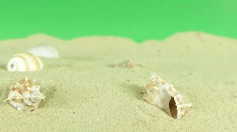 Shell on beach with green screen 4k Footage Stock Footage 65010623