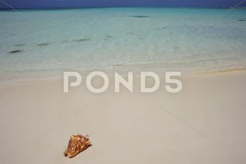 A shell in the beach, Los Roques archipelago, Venezuela Stock Photos