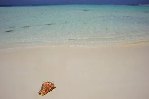 A shell in the beach, Los Roques archipelago, Venezuela 스톡 사진