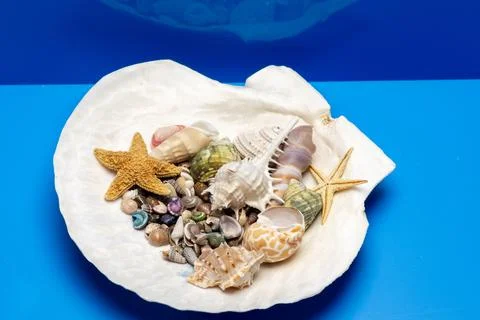 Shell beach macro concept. Tropical summer marine shell background. Minimal Stock Photos
