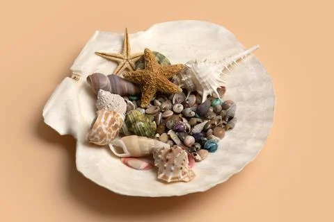 Shell beach macro concept. Tropical summer marine shell background. Minimal i Stock Photos