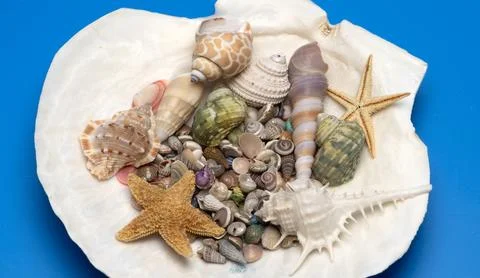 Shell beach minimal concept. Tropical summer marine shell theme. Minimal isol Stock Photos