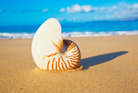 Shell on the beach Stock Photos