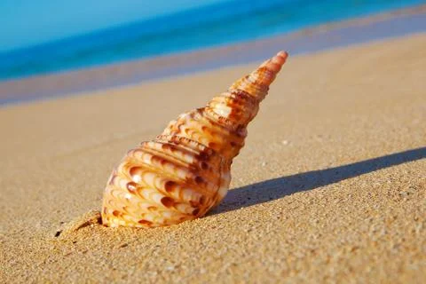 Shell on the beach Stock Photos