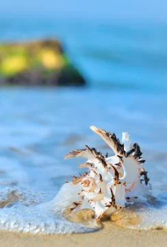 Shell on beach Stock Photos
