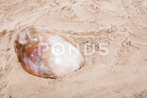 Shell on the beach Stock Photos