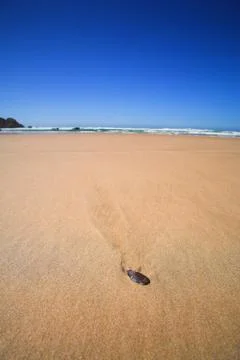 Shell on the beach Stock Photos