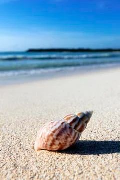 Shell on a beach Stock Photos