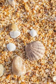 Shell on the beach 写真素材