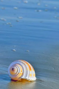 Shell on a beach Stock Photos