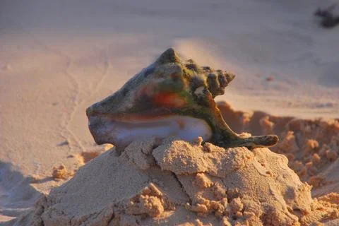 Shell at the beach Stock Photos