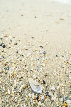 Shell on the beach Stock Photos