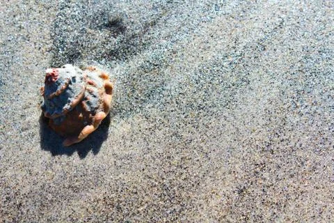 Shell on beach Stock Photos