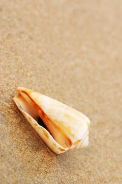Shell on a beach Stock Photos