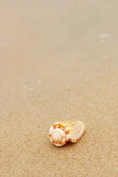 Shell on a beach Stock Photos