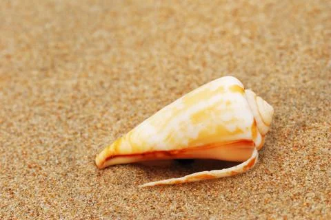 Shell on a beach Stock Photos