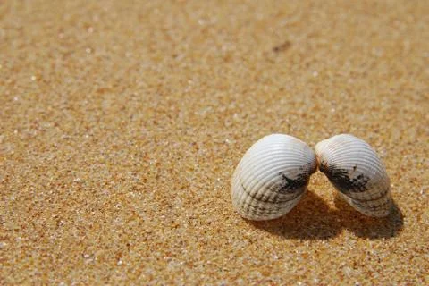 Shell on the beach Stock Photos